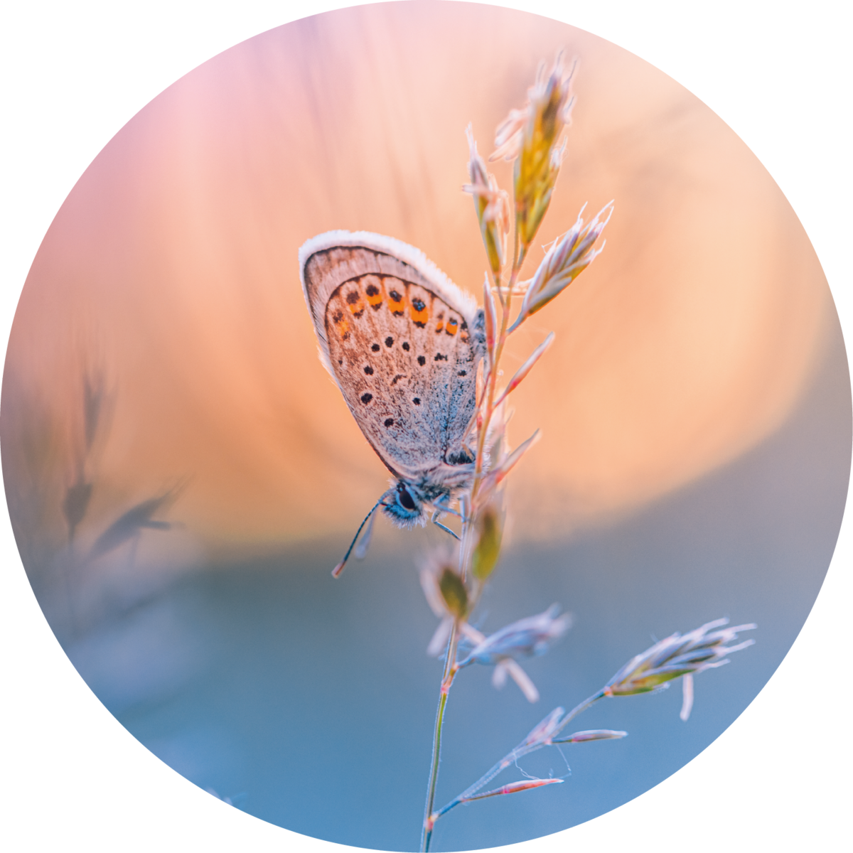 Schmetterling