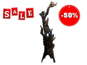 Natural root wood with glass vase, height 110-120cm