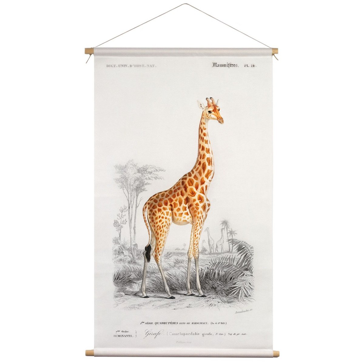 Póster textil con cordón de cuero - Ilustración Jirafa D'Orbigny 65x45 cm - paño de pared