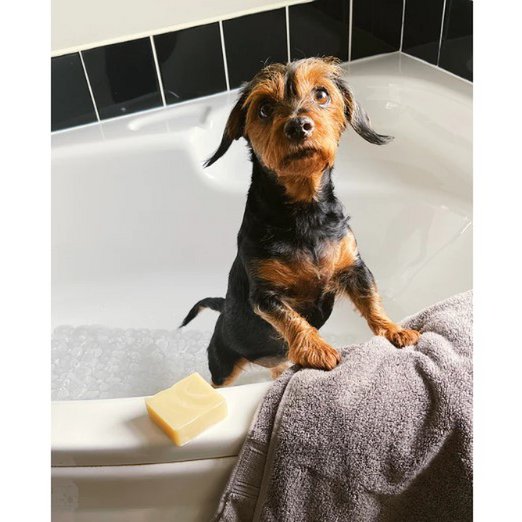 Cuidado Natural del Perro - Jabón
