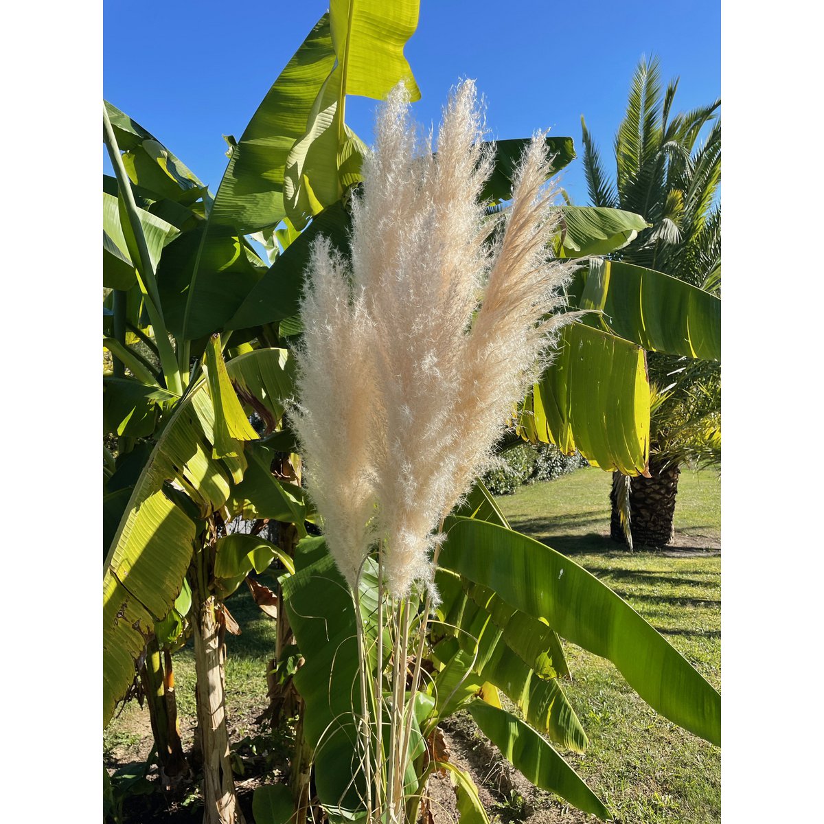 Pastos Naturales De La Pampa X10