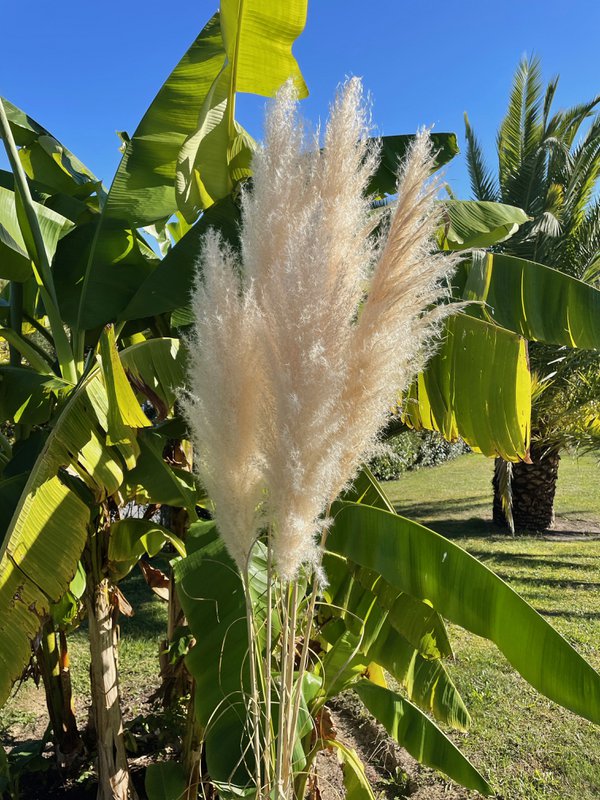 Pastos Naturales De La Pampa X10