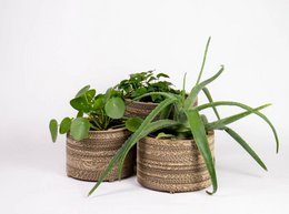 Cardboard Flowerpot and Plant Pot - Roos