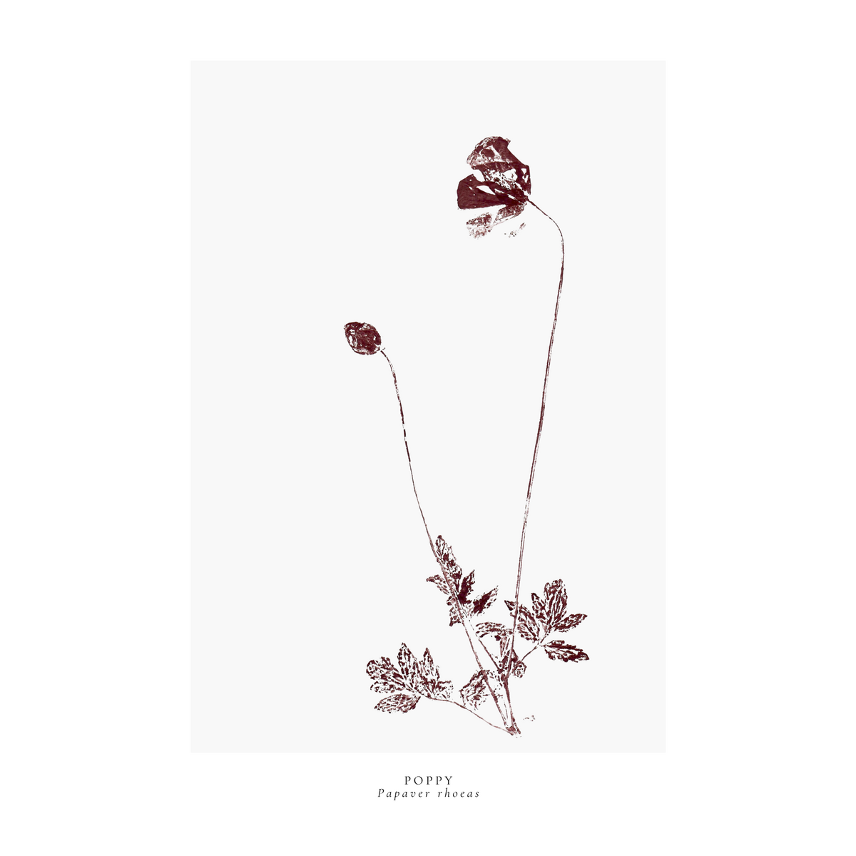 a year in bloom. Set of 12 handprinted floral postcards.