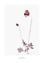 a year in bloom. Set of 12 handprinted floral postcards.