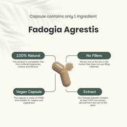 Fadogia Agrestis Kapsułki 500 mg - 60 Kapsułek
