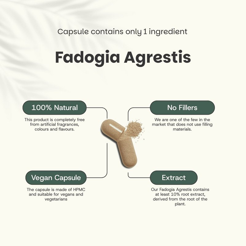 Fadogia Agrestis Kapsułki 500 mg - 60 Kapsułek