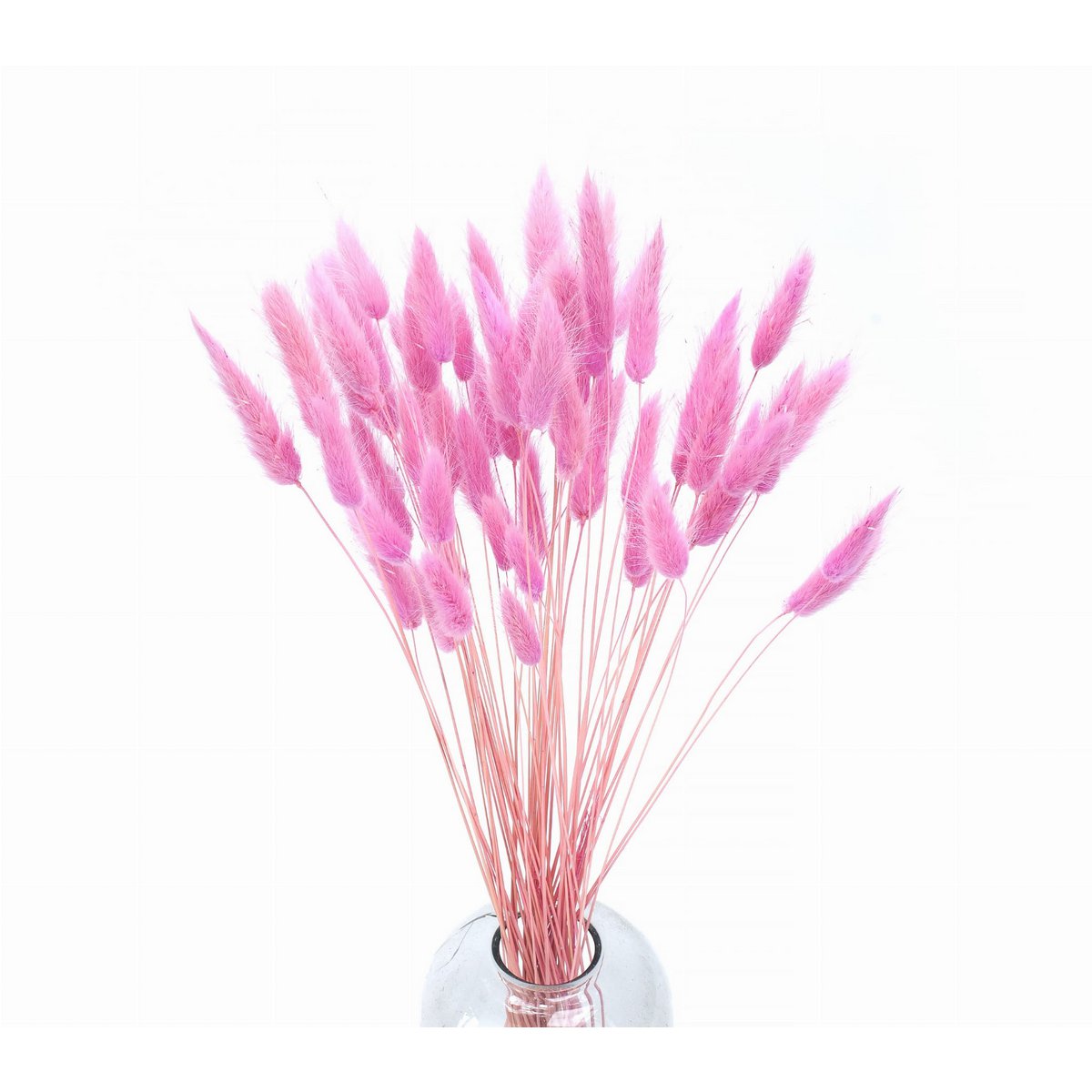 Konijnenstaarten (Lagurus) 50g Donkerroze