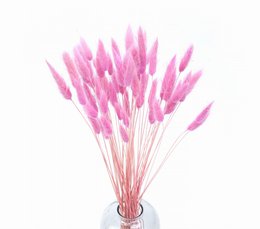 Konijnenstaarten (Lagurus) 50g Donkerroze