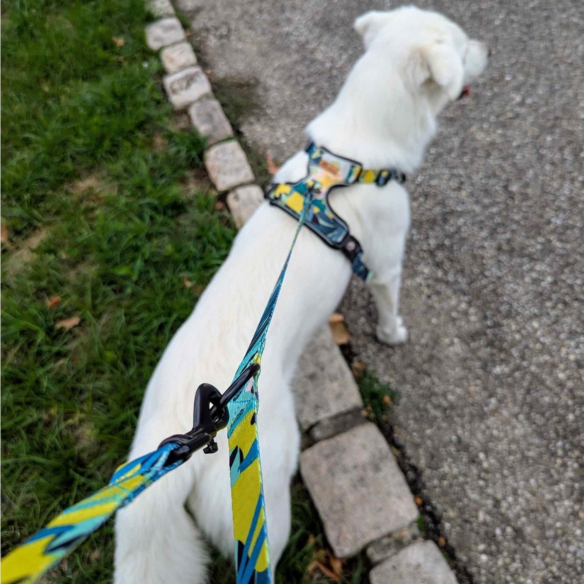 Multi-position reef leash