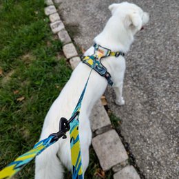 Multi-position reef leash