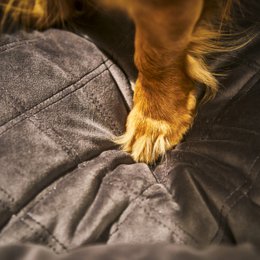 OXFORD fløjlstæppe til hunde