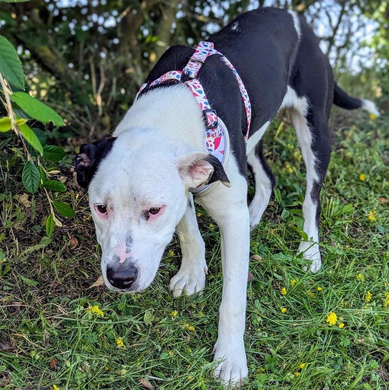 Classic Petal Harness