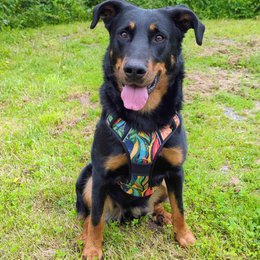 Tropical Y Comfort Harness