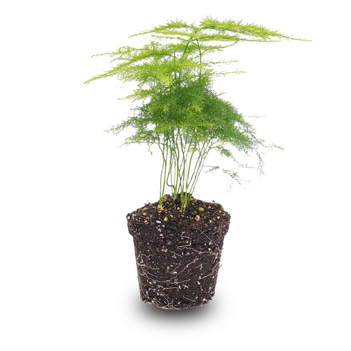 Spargel Setaceus Plumosus – Zierspargel – Terrarienpflanze
