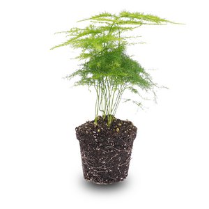 Spargel Setaceus Plumosus – Zierspargel – Terrarienpflanze