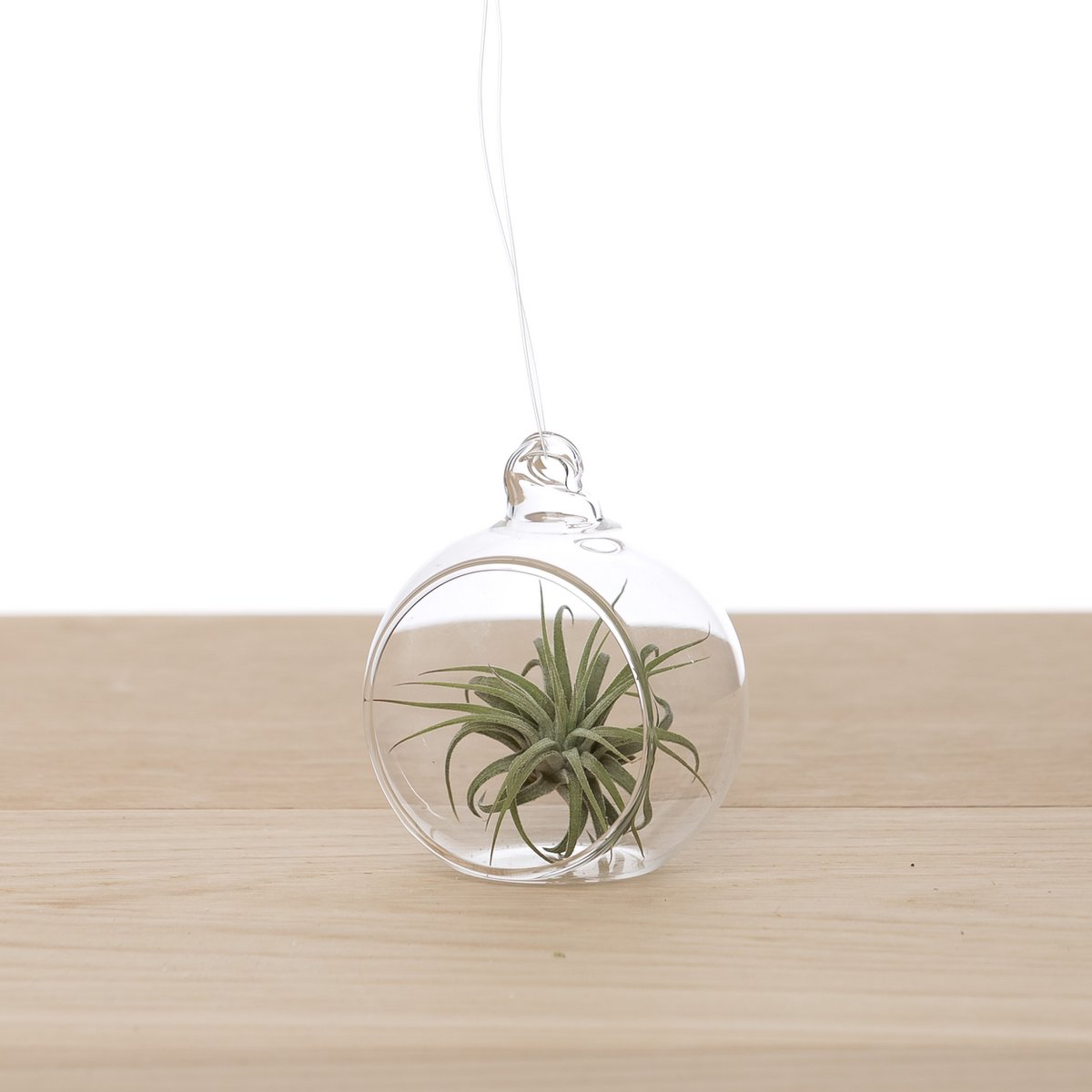 Bulbe de Tillandsia en Verre 6cm