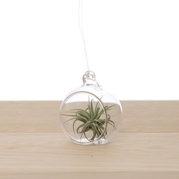 Tillandsia in Bulbo di Vetro 6cm