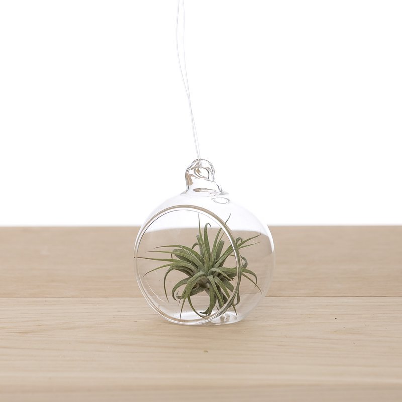 Tillandsia in Bulbo di Vetro 6cm