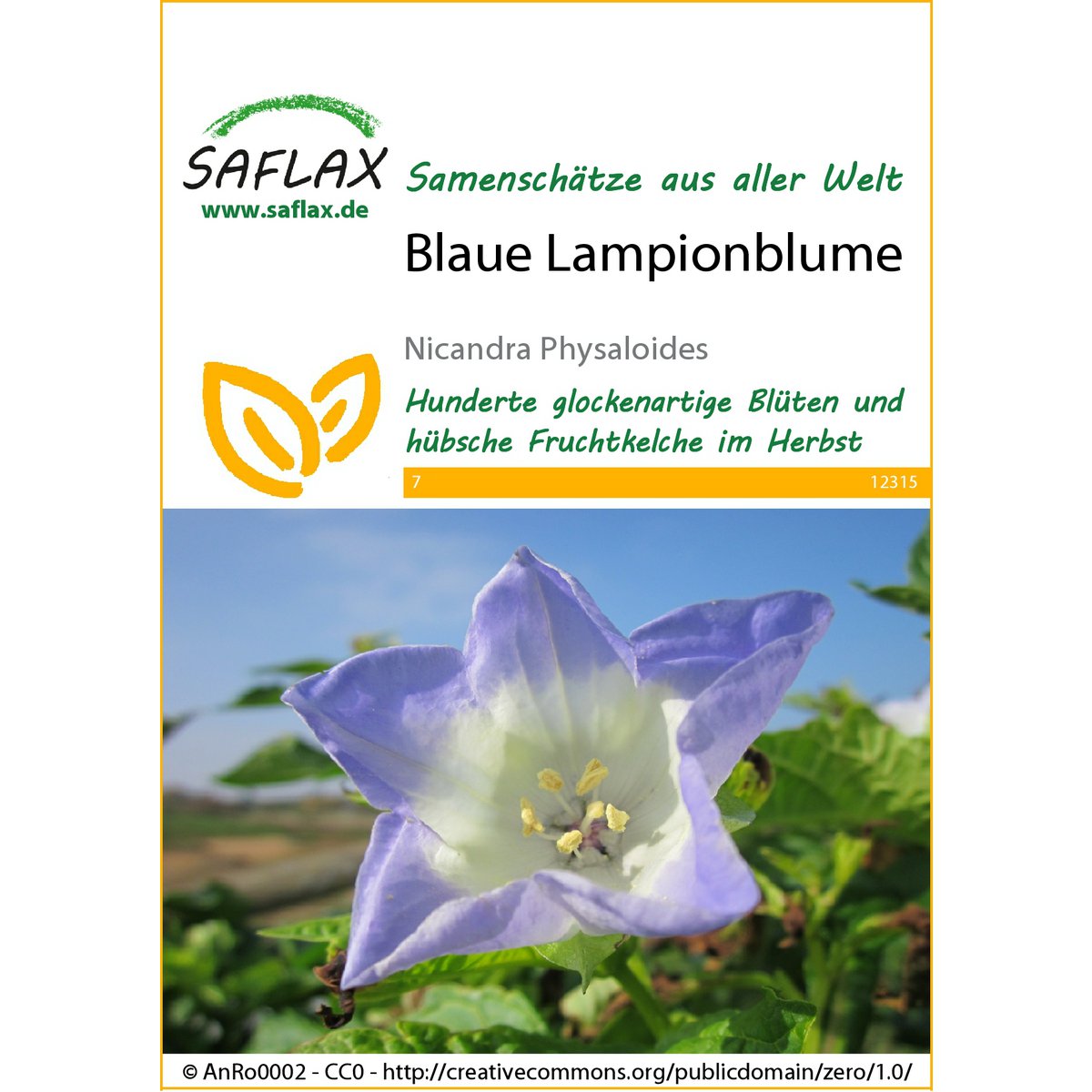 Fleur de lanterne bleue