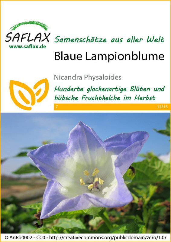 Blå lanterneblomst