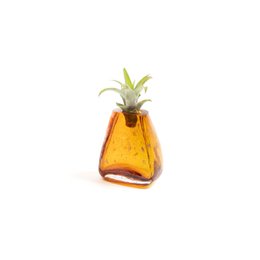 Gemma lille vase (med Tillandsia-plante)