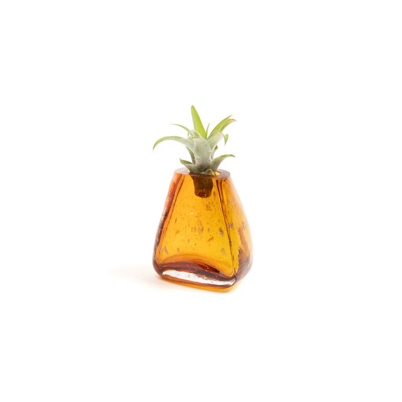Gemma lille vase (med Tillandsia-plante)