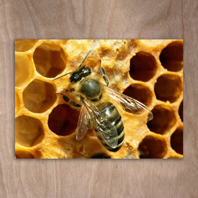 Carte postale, carte postale, 0416, nid d'abeille miel nid d'abeille