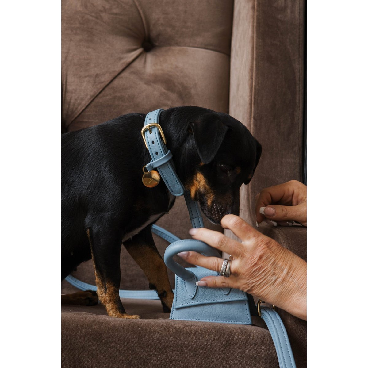 Hondenhalsband luxe leer met naam penning - Klassiek - Licht Blauw