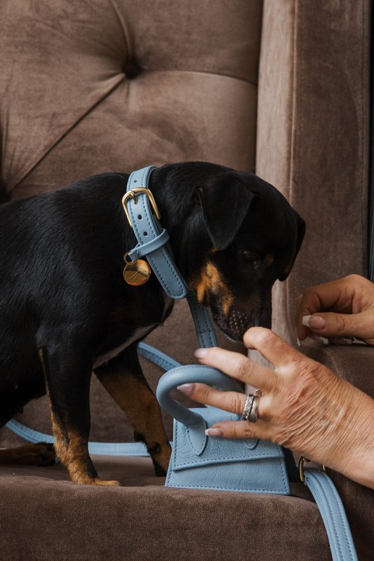 Collare per cani in pelle di lusso con targhetta per il nome - Classico - Azzurro