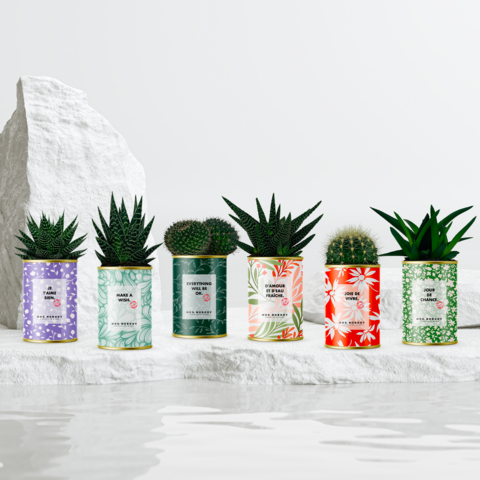 CACTUS PM MINIMAL - 18 ASSORTED UNITS (HALF PACK 2/2)