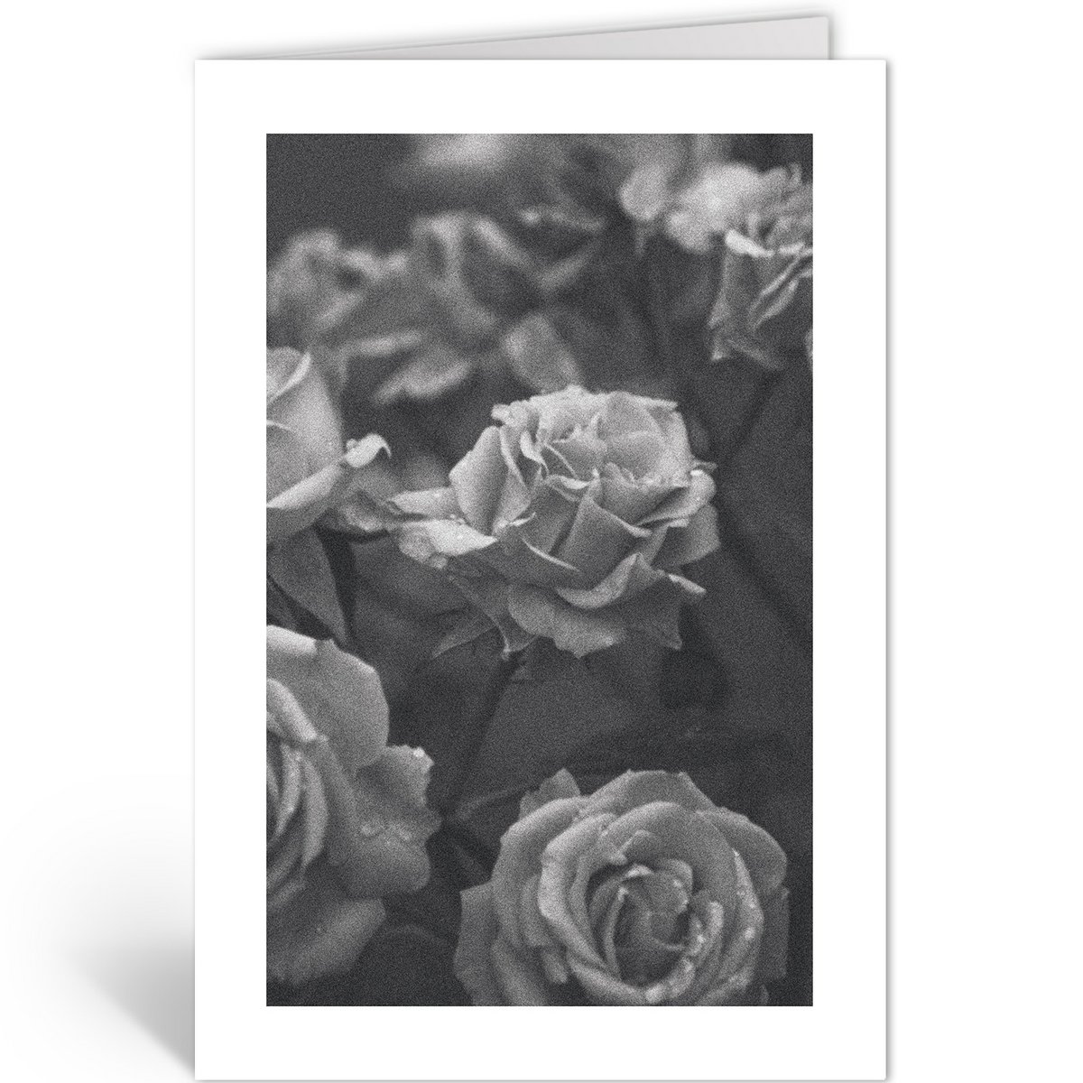 DLN401 - Rosen
