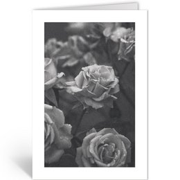 Dln401 - roser