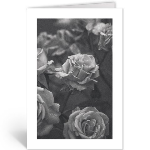 DLN401 - Rozen