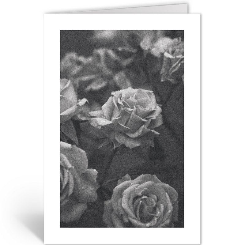 Dln401 - roser