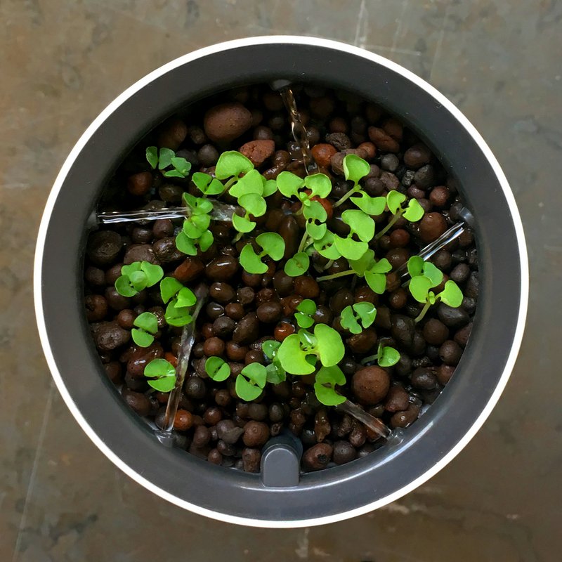 Botanium - Laurel Green (6-pak)