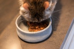 DIBAQ SENSE Cat Bites in Sauce Chicken with Salmon 100g