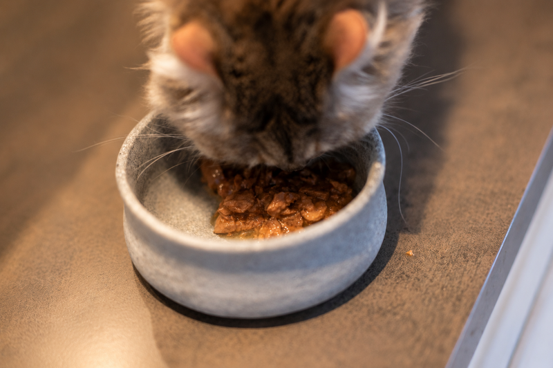 DIBAQ SENSE Cat Bites in Sauce Chicken with Salmon 100g