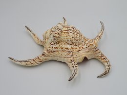 Flet "Lambis chiragra"