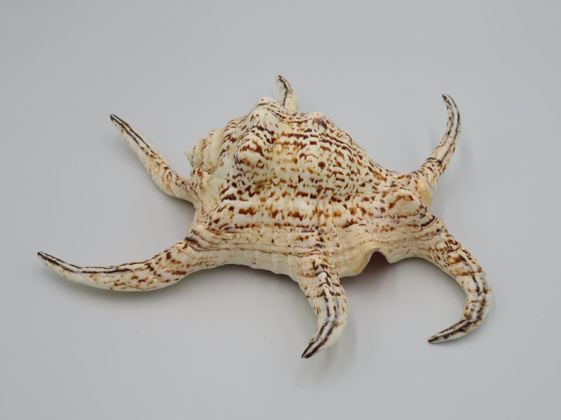 Flet "Lambis chiragra"