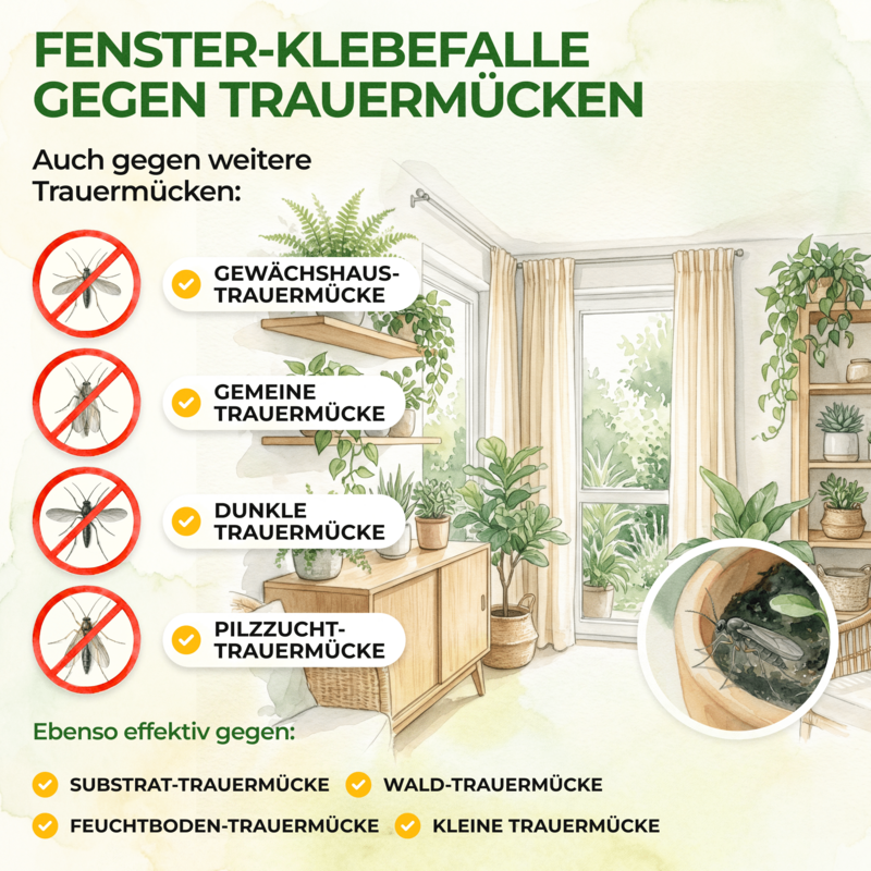 Fungus gnats window trap