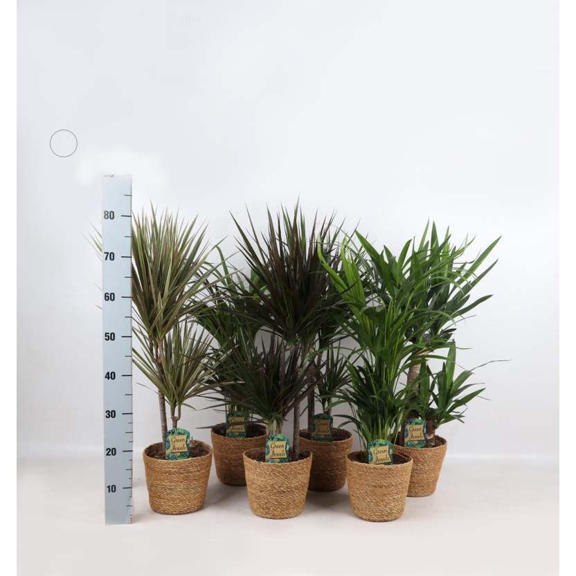 Mieszanka Jungle w koszyku Gaby str. 17