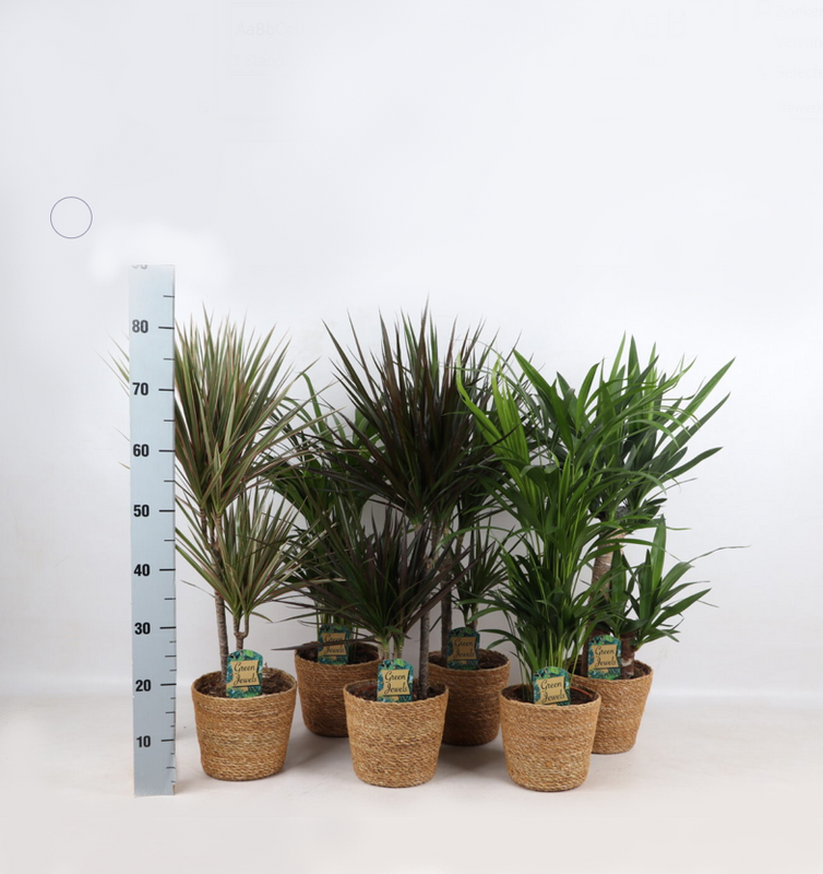 Mieszanka Jungle w koszyku Gaby str. 17