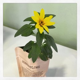 Mi planta no se ha secado, solo crece crocante (girasol)