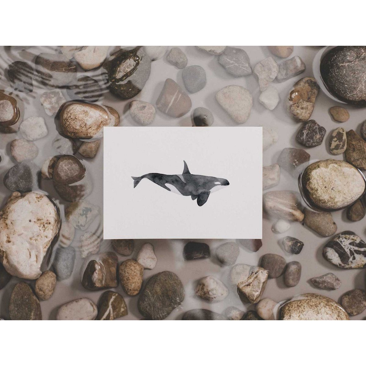 Orca | whale postcard