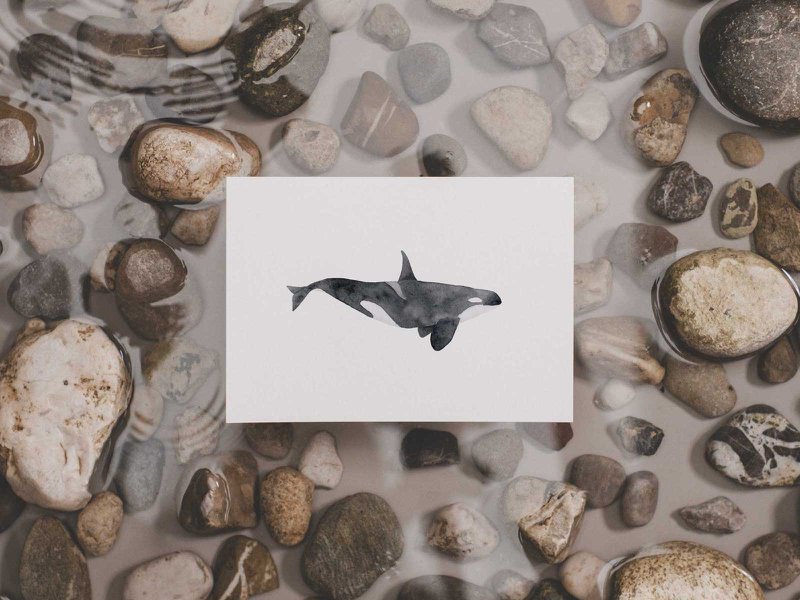 Orca | whale postcard