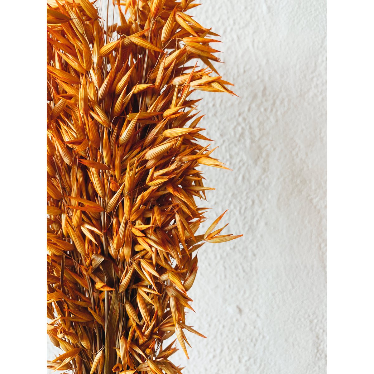 Avena-Orangen-Trockenblumen