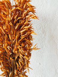 Avena-Orangen-Trockenblumen