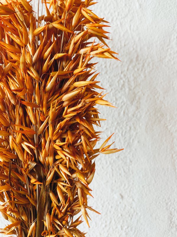 Avena-Orangen-Trockenblumen