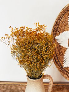 Broom Bloom gele gedroogde bloemen